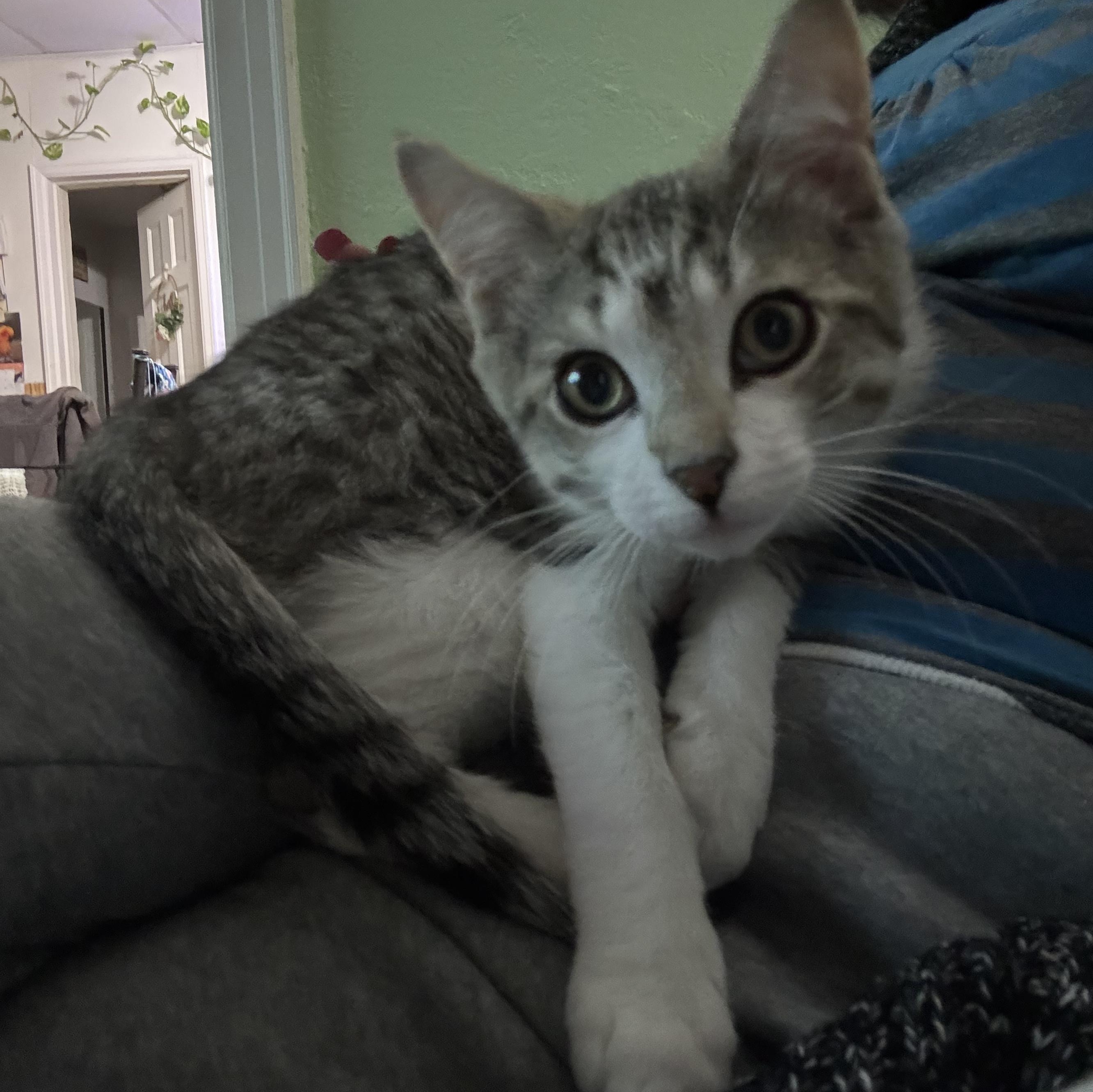 Chandler, a ADOPTABLE Domestic Short Hair in Flushing, NY image 3/5