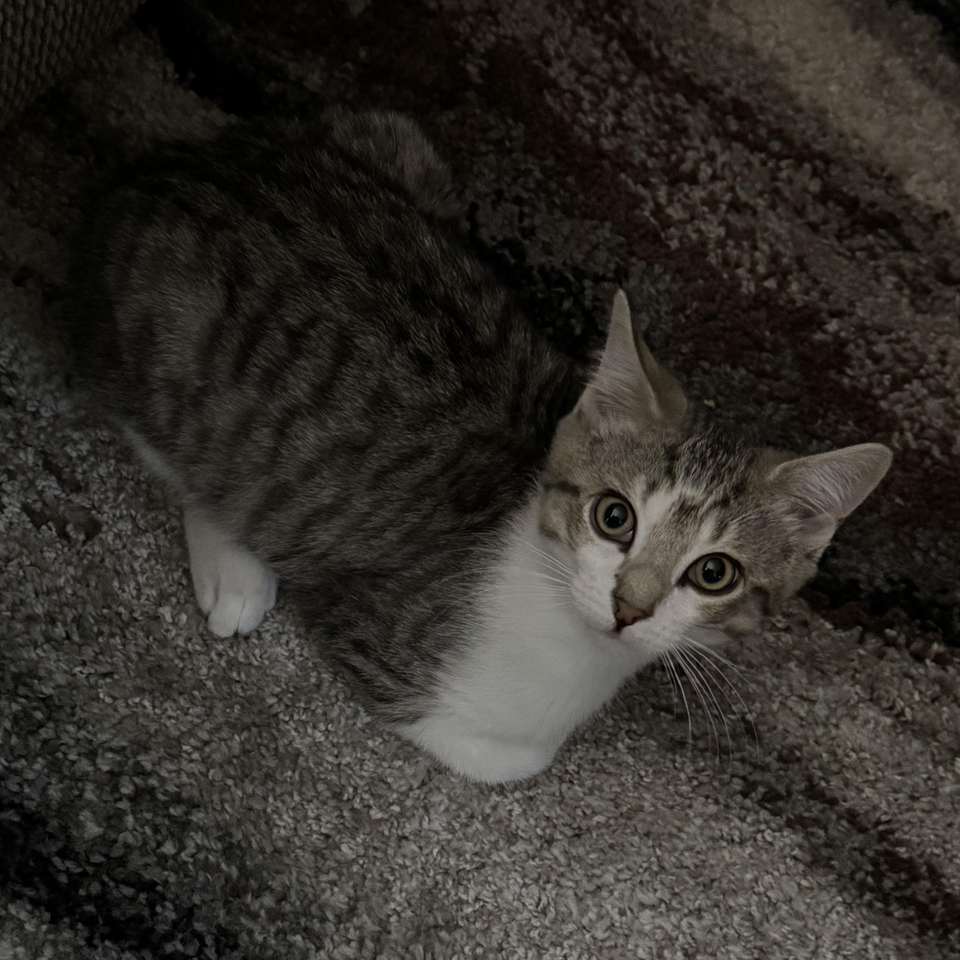 Chandler, a ADOPTABLE Domestic Short Hair in Flushing, NY image 5/5