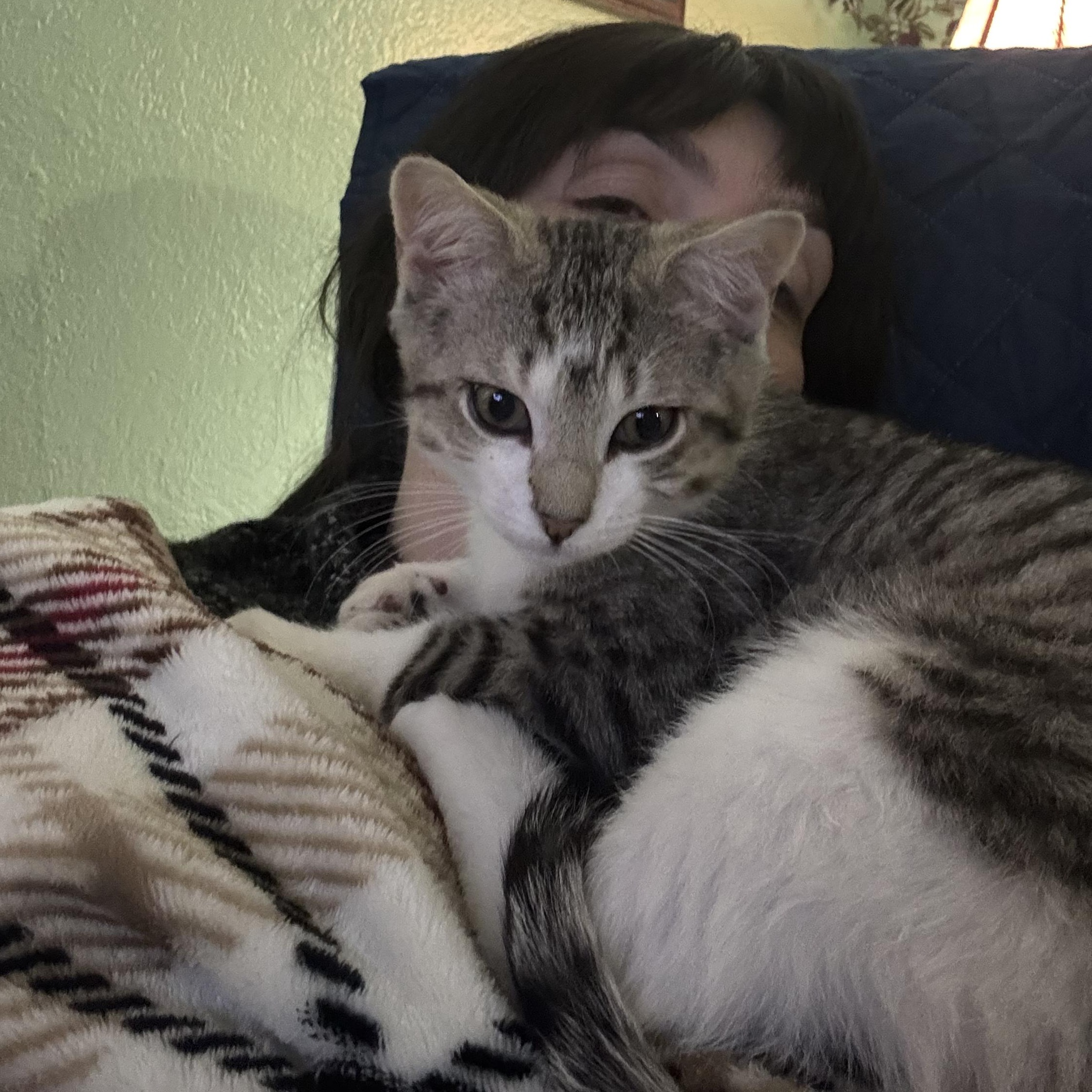 Chandler, a ADOPTABLE Domestic Short Hair in Flushing, NY image 4/5