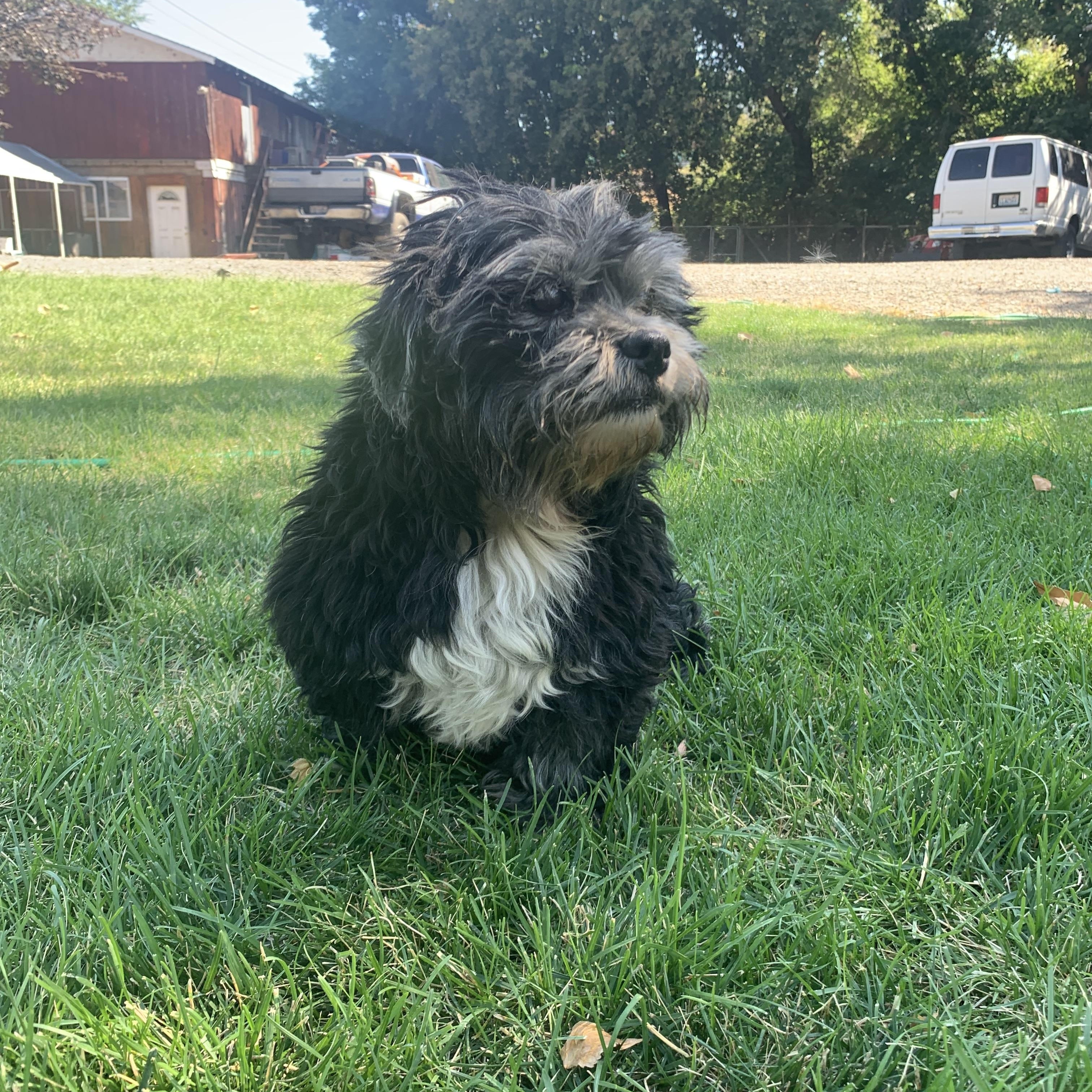 Enlarge Benny, an adopted mixed breed in Coeur dAlene, ID image 2/6