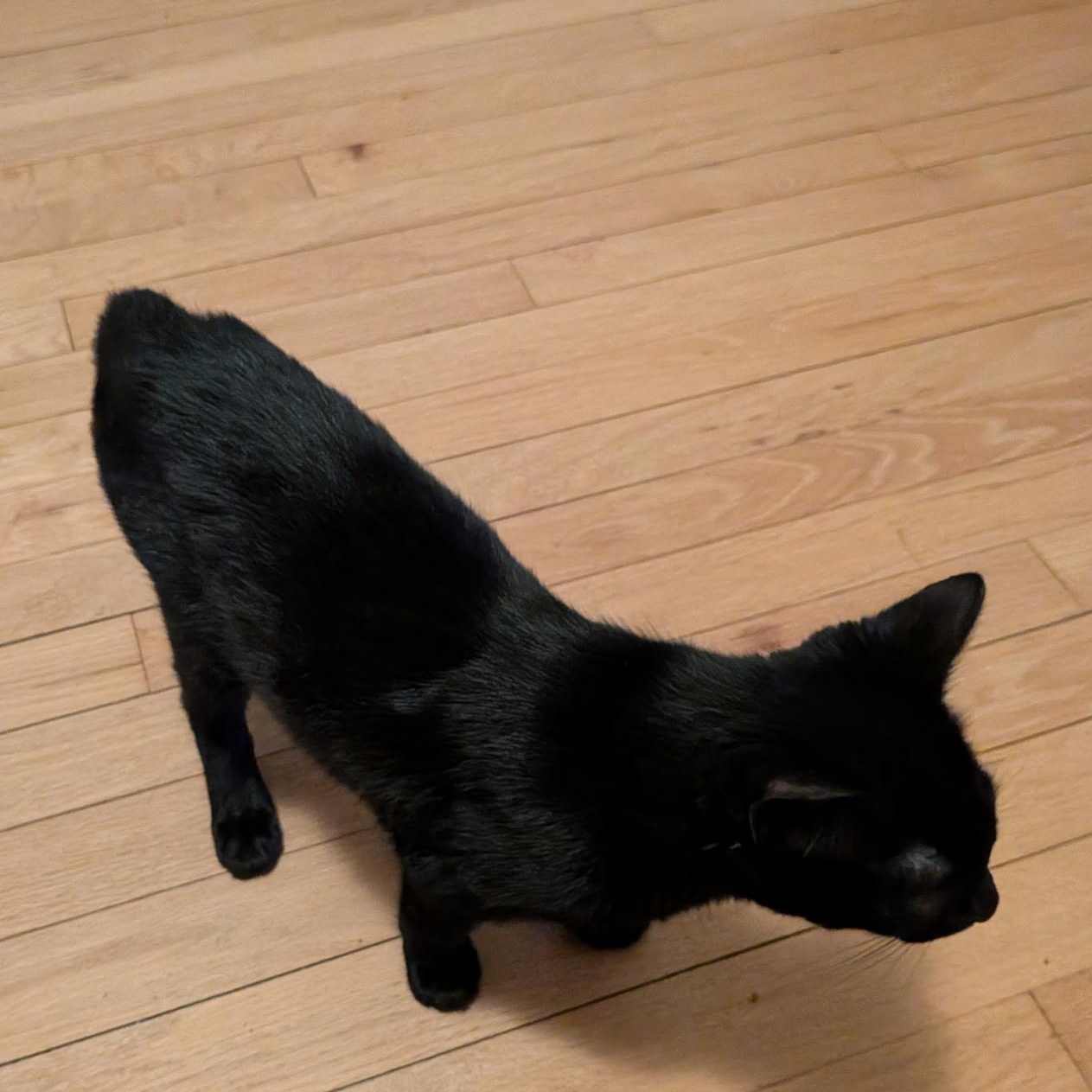 Enlarge Wanda, an adopted Domestic Short Hair in Burlington, VT image 5/5