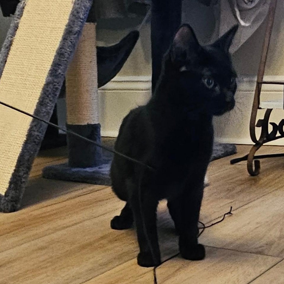 Enlarge Wanda, an adopted Domestic Short Hair in Burlington, VT image 3/5