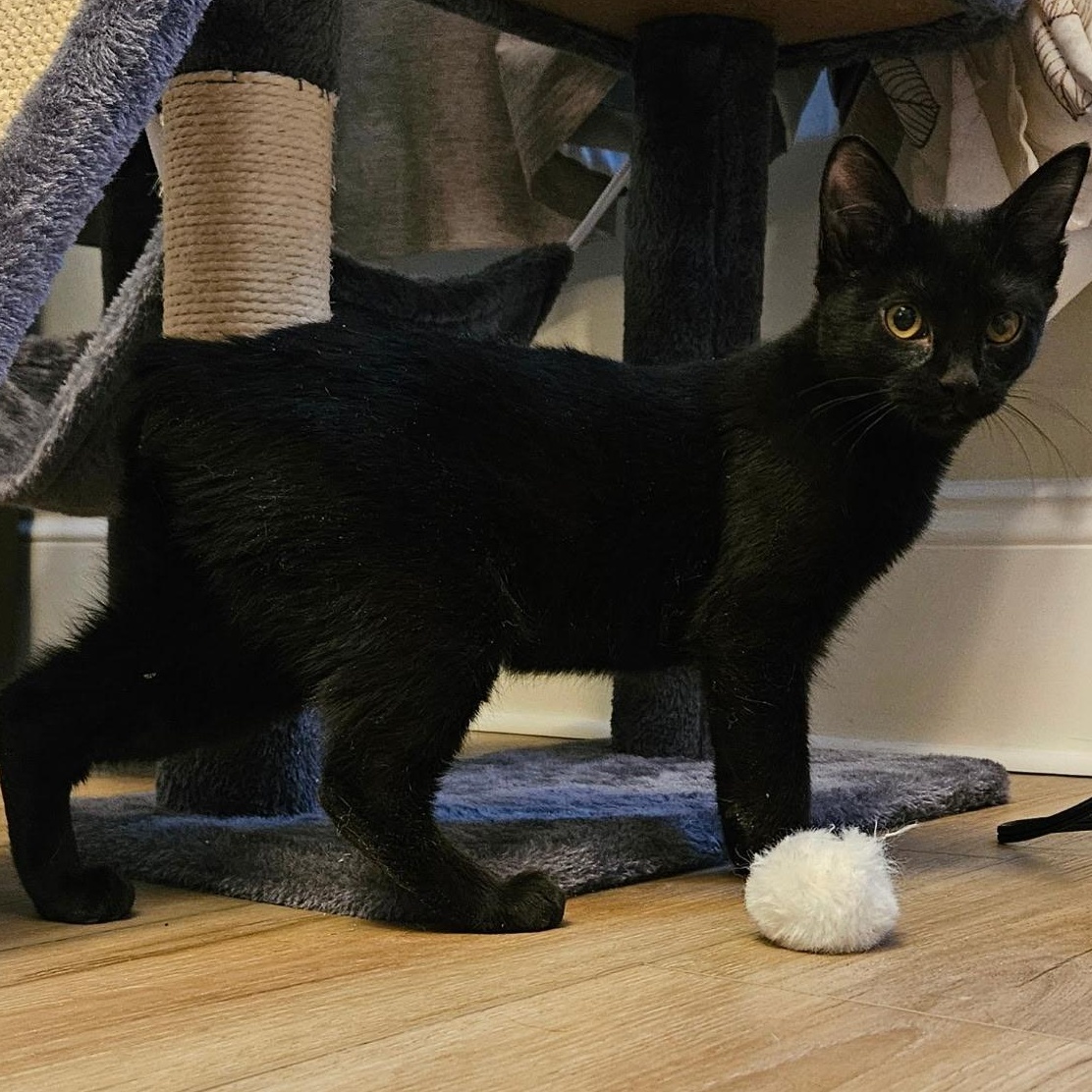 Enlarge Wanda, an adopted Domestic Short Hair in Burlington, VT image 2/5