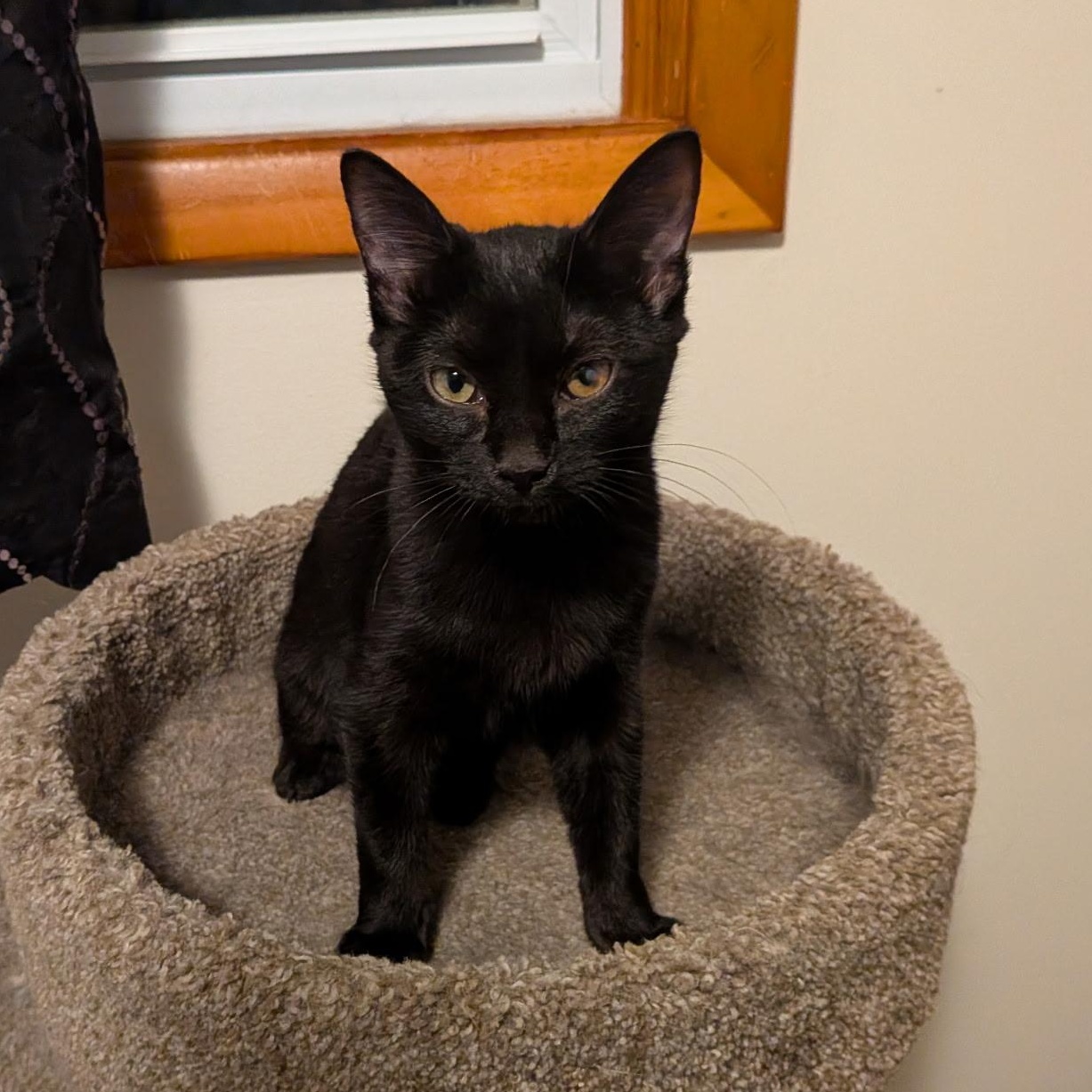 Enlarge Wanda, an adopted Domestic Short Hair in Burlington, VT image 1/5