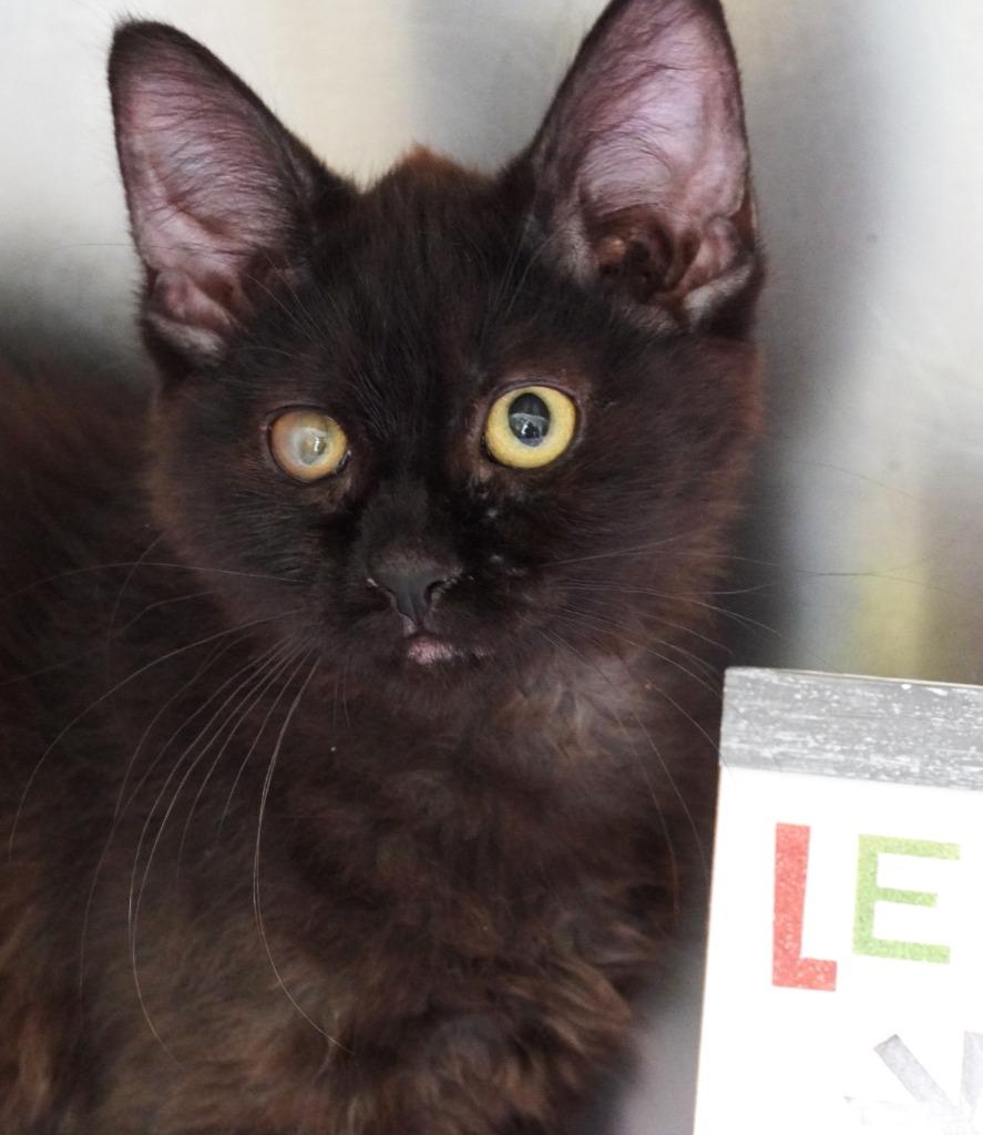 CrabTree, Adoptable, Kitten Female Domestic Long Hair.