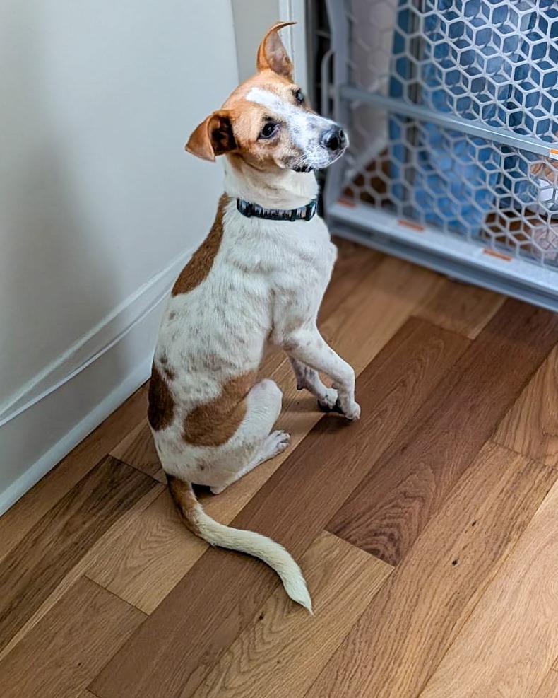 Enlarge Theo, a Adoptable Fox Terrier in Calgary, AB image 1/6