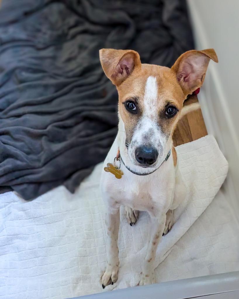 Enlarge Theo, a Adoptable Fox Terrier in Calgary, AB image 3/6