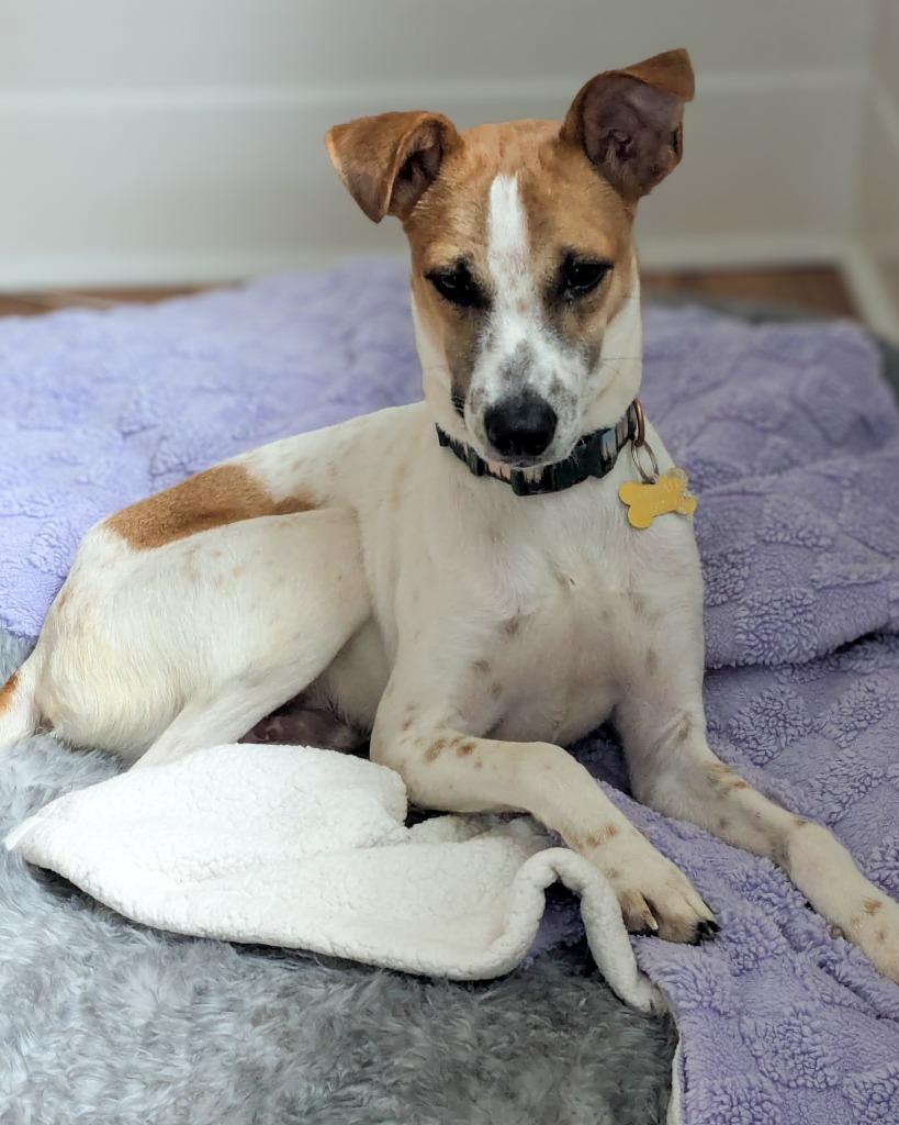 Enlarge Theo, a Adoptable Fox Terrier in Calgary, AB image 4/6