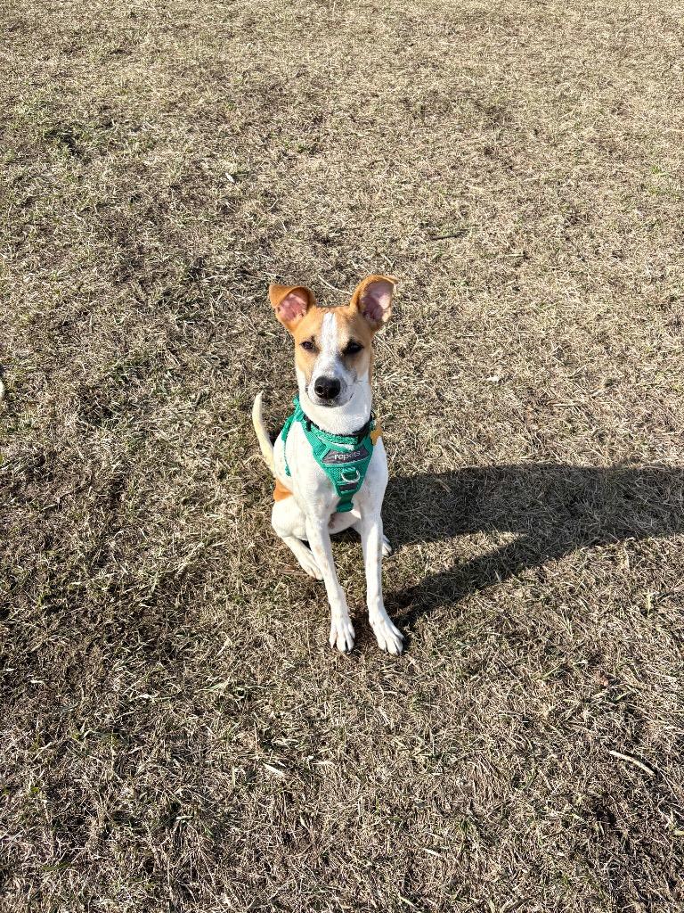 Enlarge Theo, a Adoptable Fox Terrier in Calgary, AB image 5/6