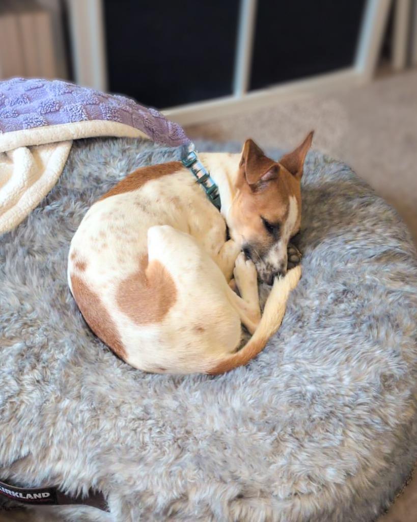 Enlarge Theo, a Adoptable Fox Terrier in Calgary, AB image 6/6
