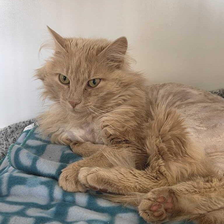 Enlarge Buckle, a Adoptable Domestic Long Hair in Driggs, ID image 1/1