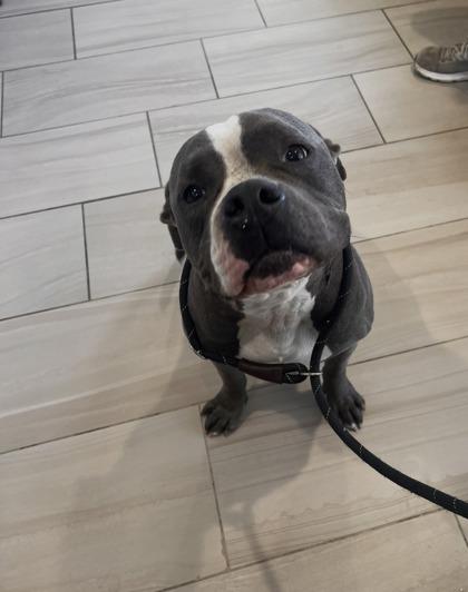 Enlarge Rhinoceros - 2, a Adoptable mixed breed in Daytona Beach, FL image 1/1