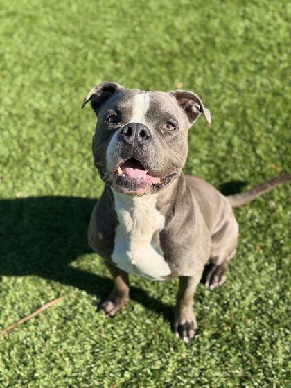 Rhinoceros - 2, Adoptable, Adult Male American Staffordshire Terrier & Mixed Breed.