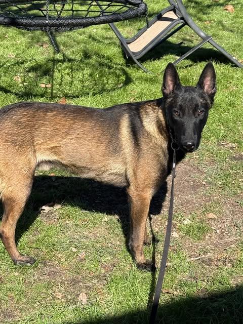 Enlarge Ozzy, a Adopted Belgian Shepherd / Malinois in Lockhart, TX image 1/1