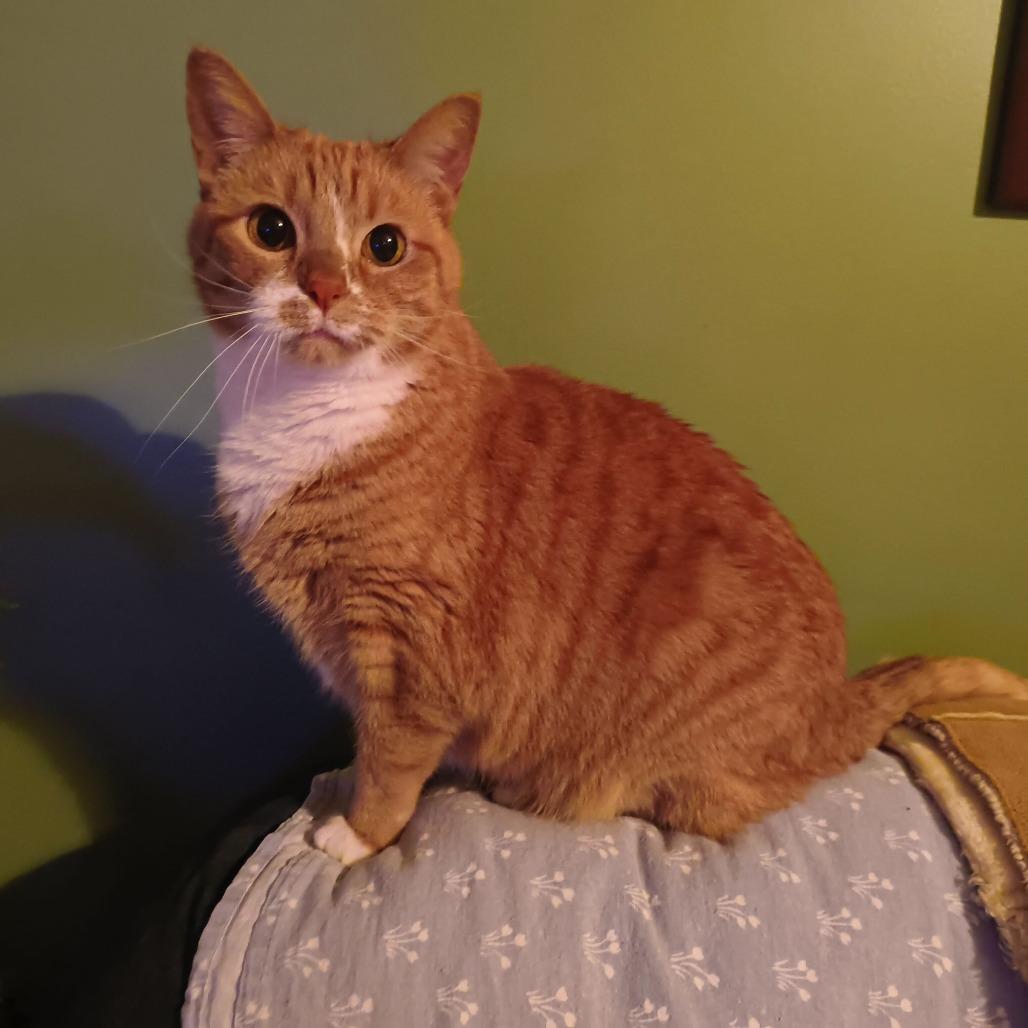 Enlarge Rue, a Adoptable Domestic Short Hair in Evansville, IN image 1/6