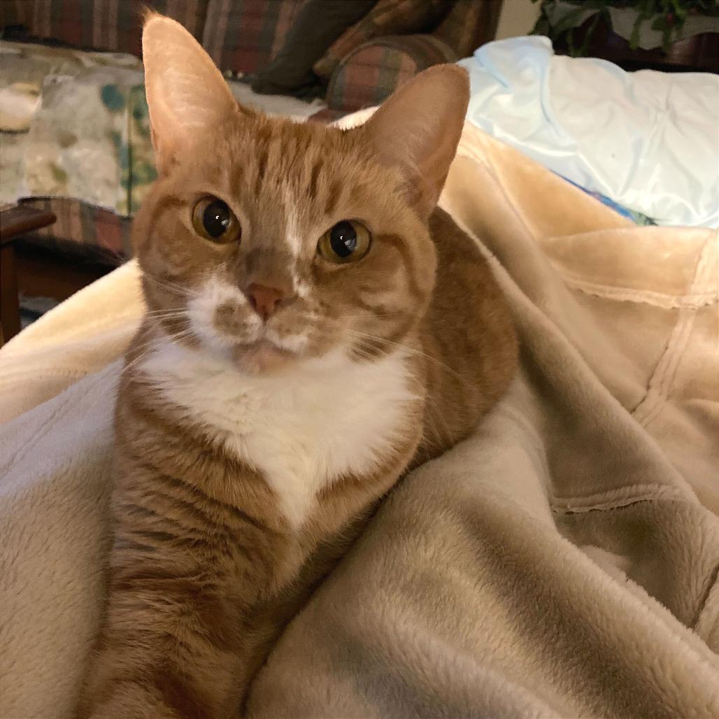 Rue, Adoptable, Senior Female Domestic Short Hair.