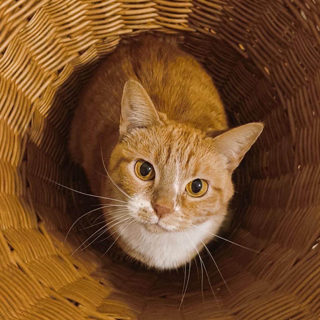 Enlarge Rue, a Adoptable Domestic Short Hair in Evansville, IN image 3/6