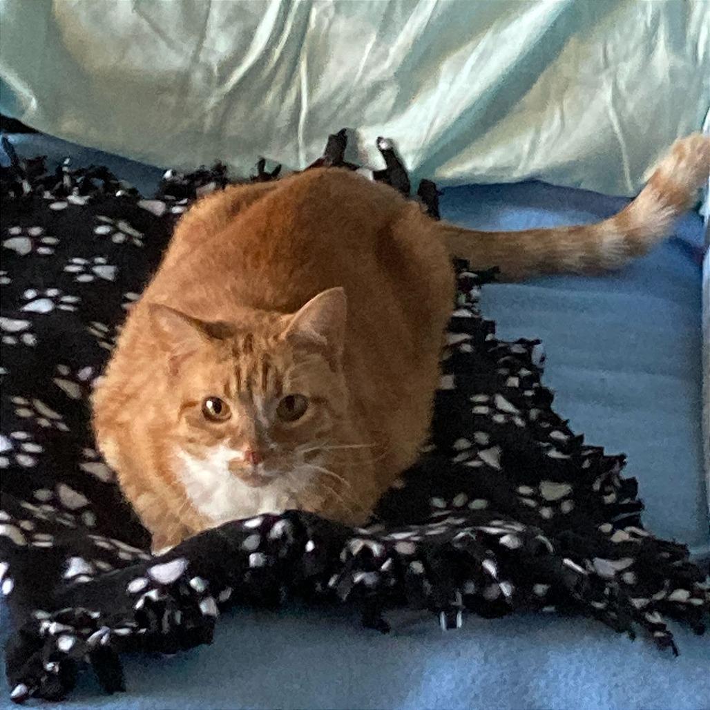 Enlarge Rue, a Adoptable Domestic Short Hair in Evansville, IN image 3/6