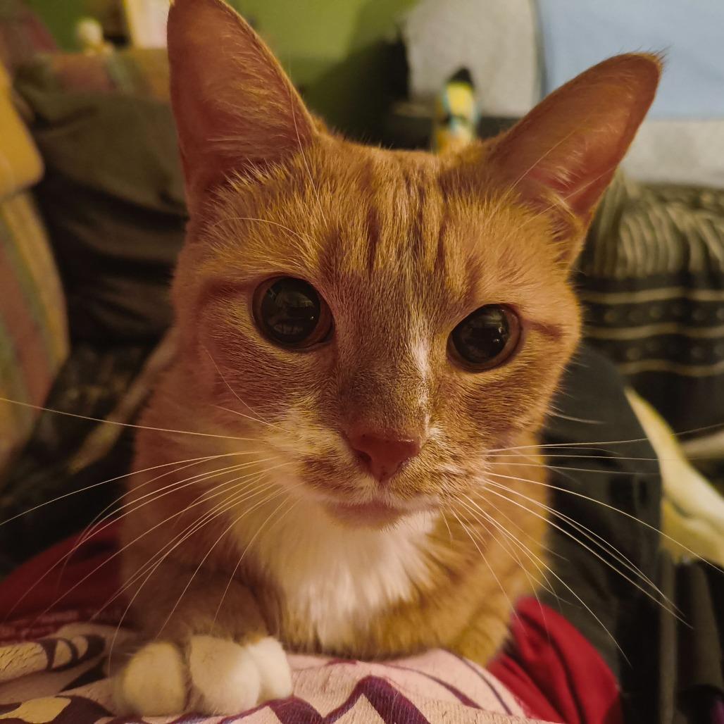 Enlarge Rue, a Adoptable Domestic Short Hair in Evansville, IN image 4/6