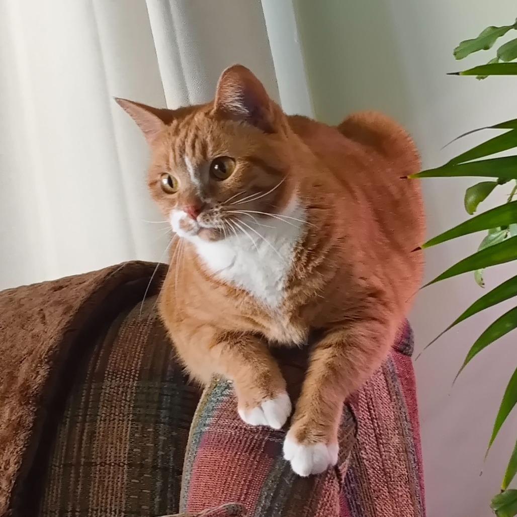 Enlarge Rue, a Adoptable Domestic Short Hair in Evansville, IN image 5/6