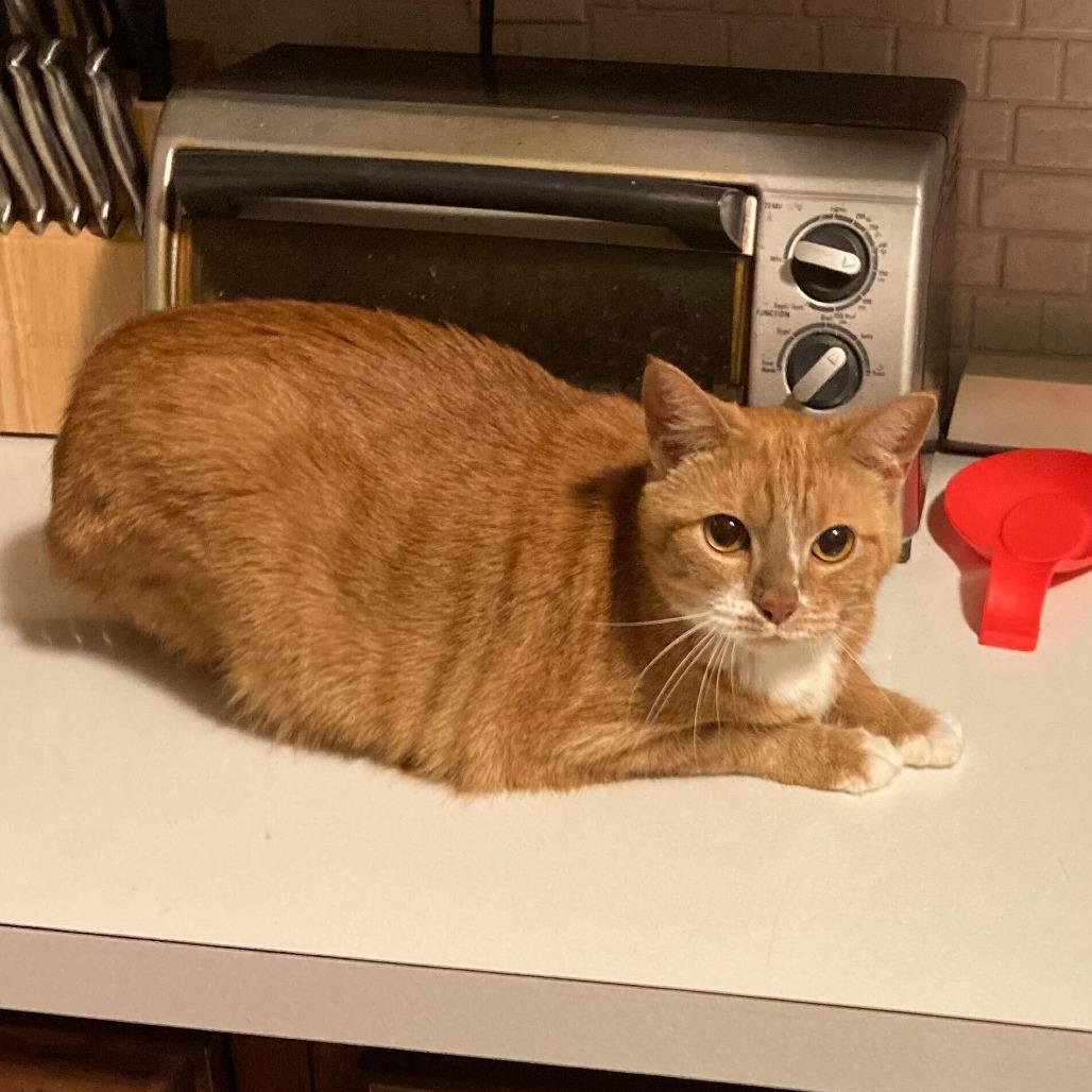 Enlarge Rue, a Adoptable Domestic Short Hair in Evansville, IN image 6/6