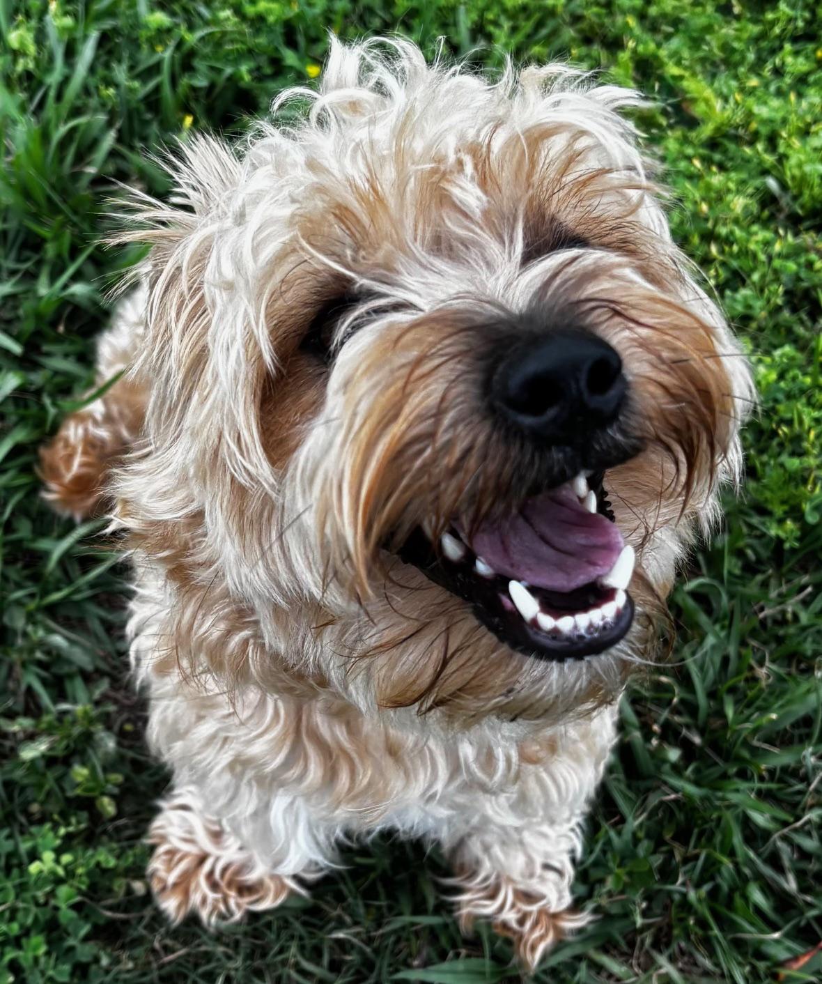 Enlarge Jefferson, an adopted mixed breed in Orlando, FL image 3/5