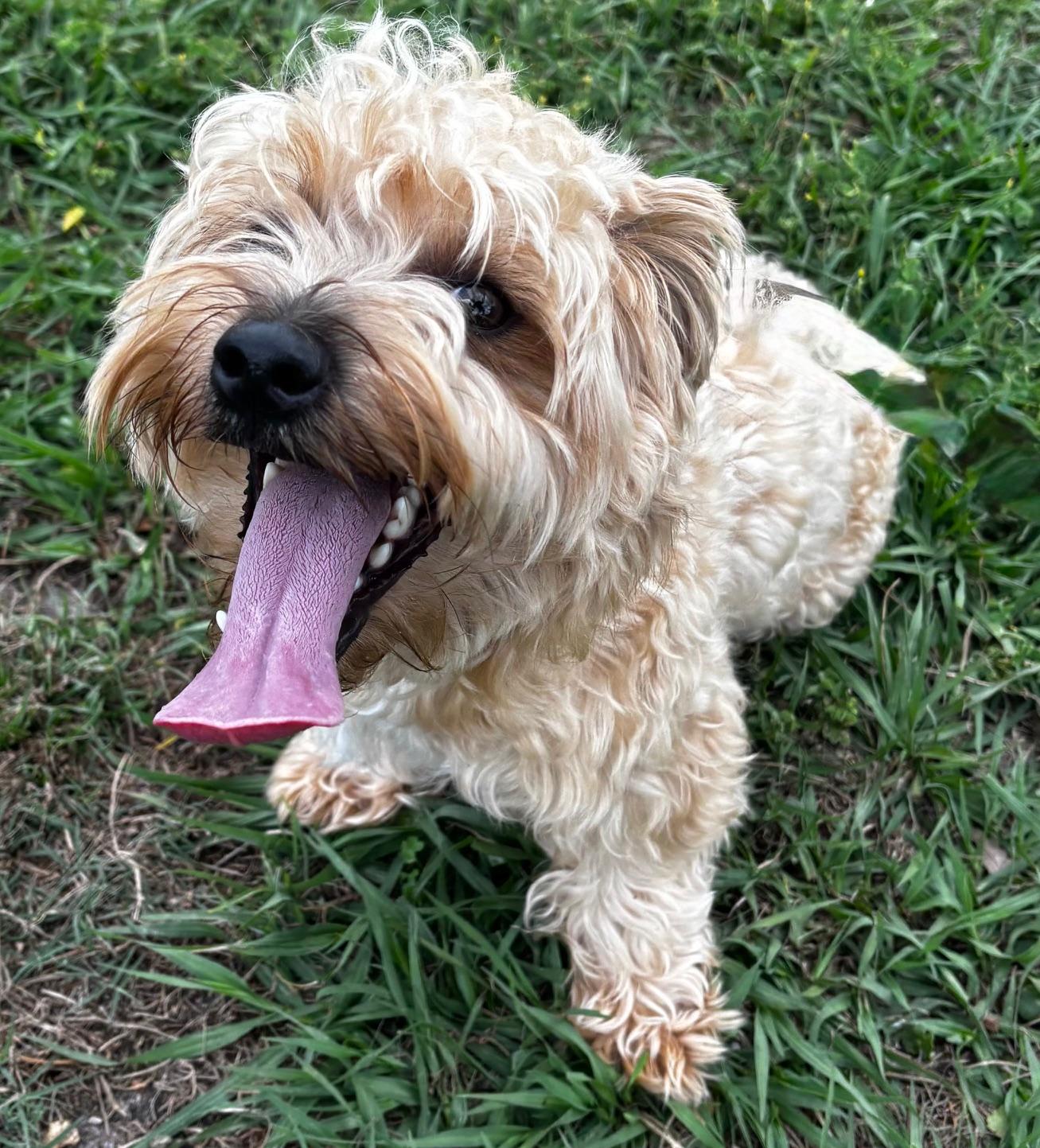 Enlarge Jefferson, an adopted mixed breed in Orlando, FL image 4/5