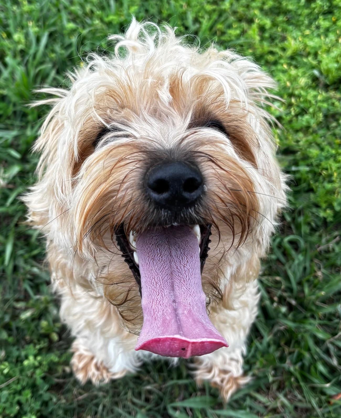 Jefferson, adopted, Adult Male Yorkshire Terrier & Poodle.