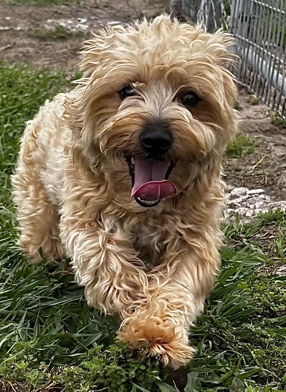 Enlarge Jefferson, an adopted mixed breed in Orlando, FL image 5/5