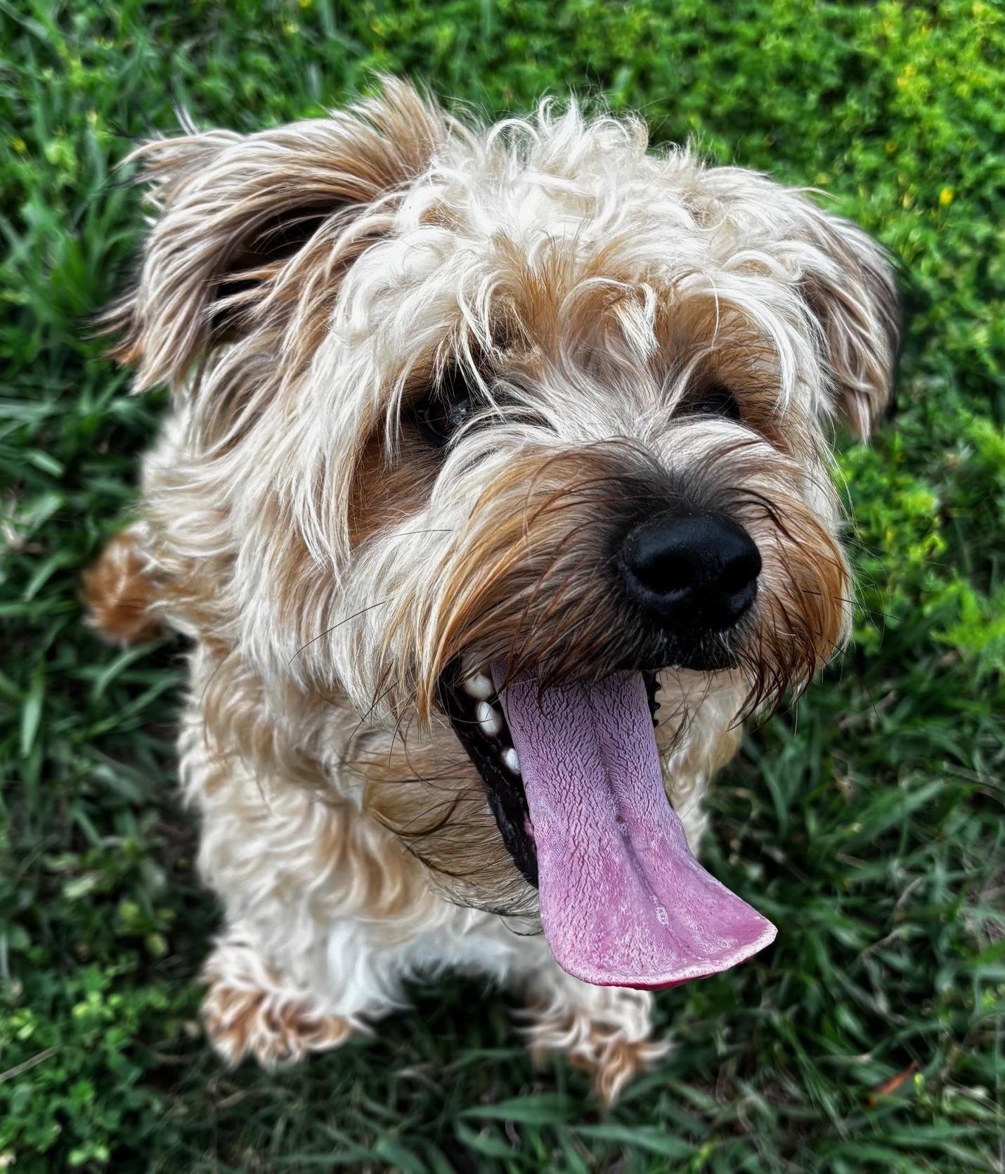 Enlarge Jefferson, an adopted mixed breed in Orlando, FL image 2/5