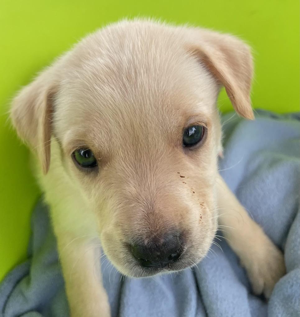 Enlarge Buttercup, an adopted mixed breed in Polson, MT image 2/3