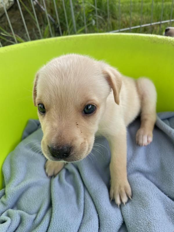 Enlarge Buttercup, an adopted mixed breed in Polson, MT image 1/3