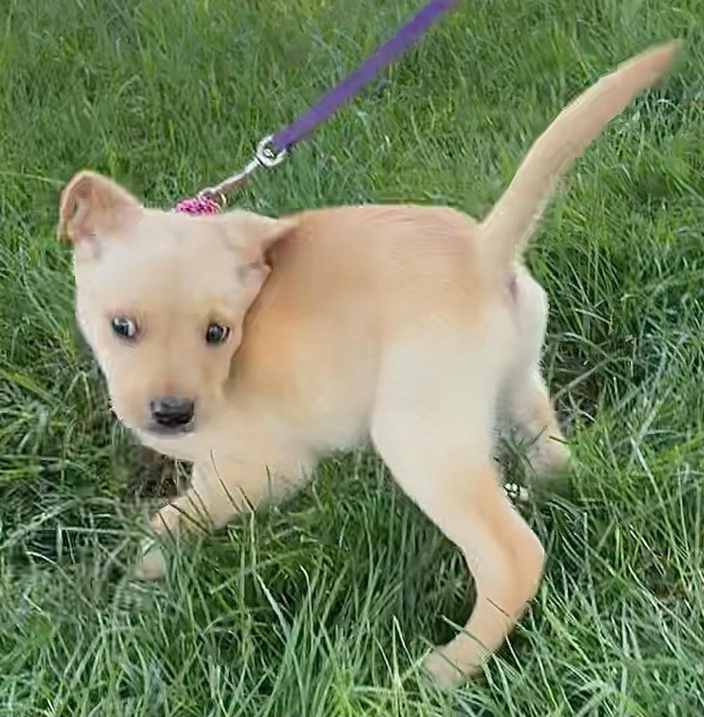 Enlarge Buttercup, an adopted mixed breed in Polson, MT image 3/3