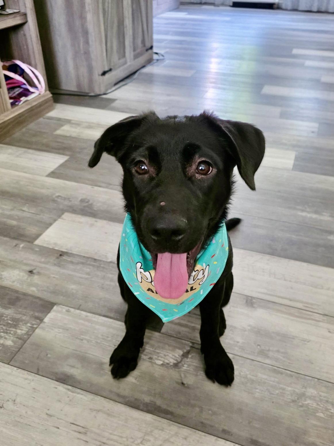 Ellie, Adopted, Puppy Female Labrador Retriever.