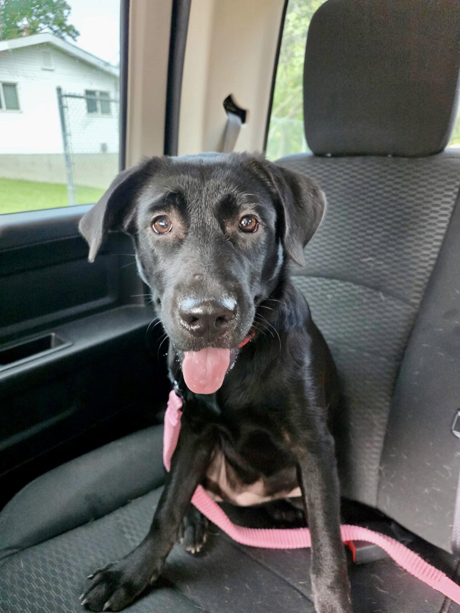 Enlarge Ellie, a Adopted Labrador Retriever in Barnhart, MO image 2/3