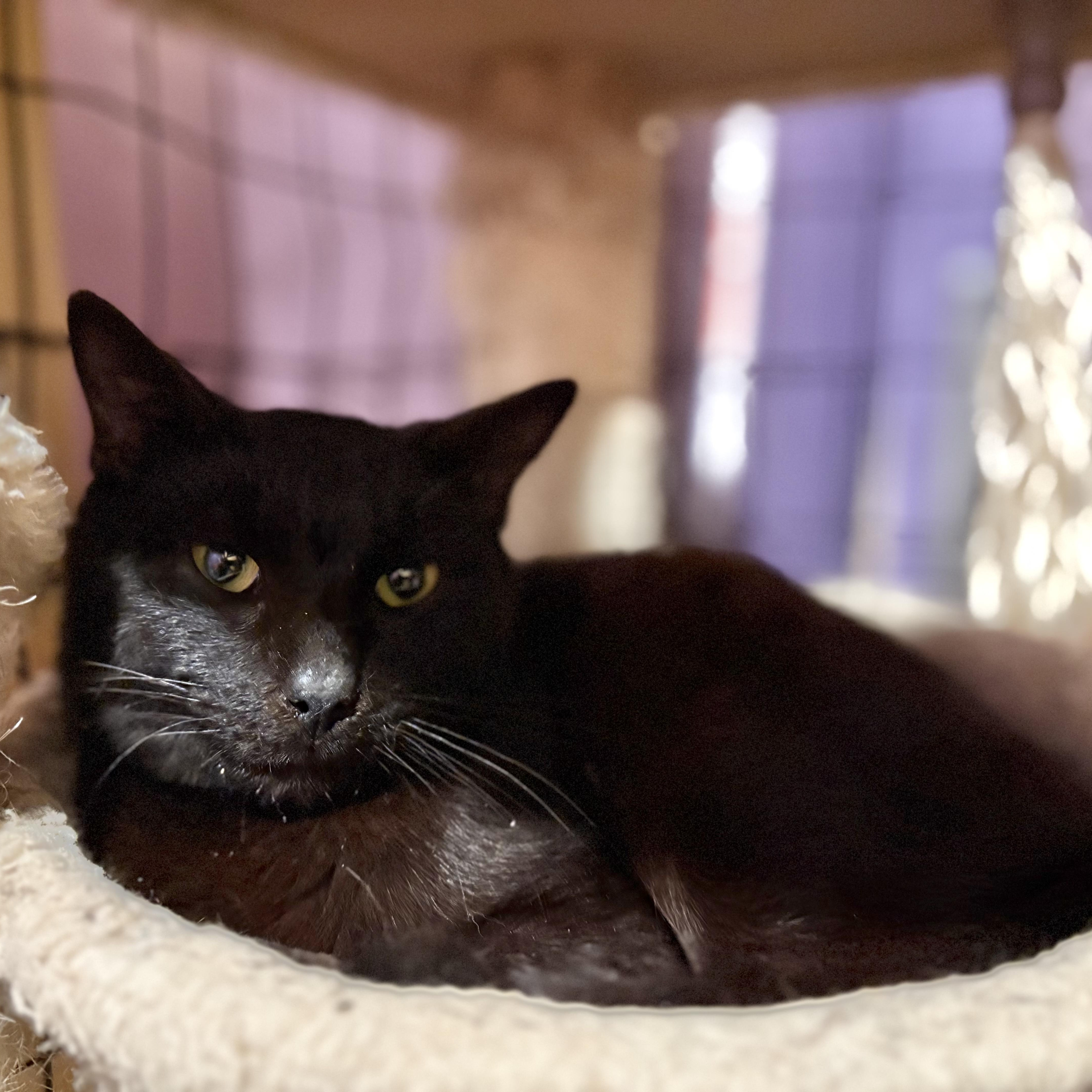 Enlarge Cinder, a Adoptable Domestic Short Hair in Fair Haven, VT image 1/4