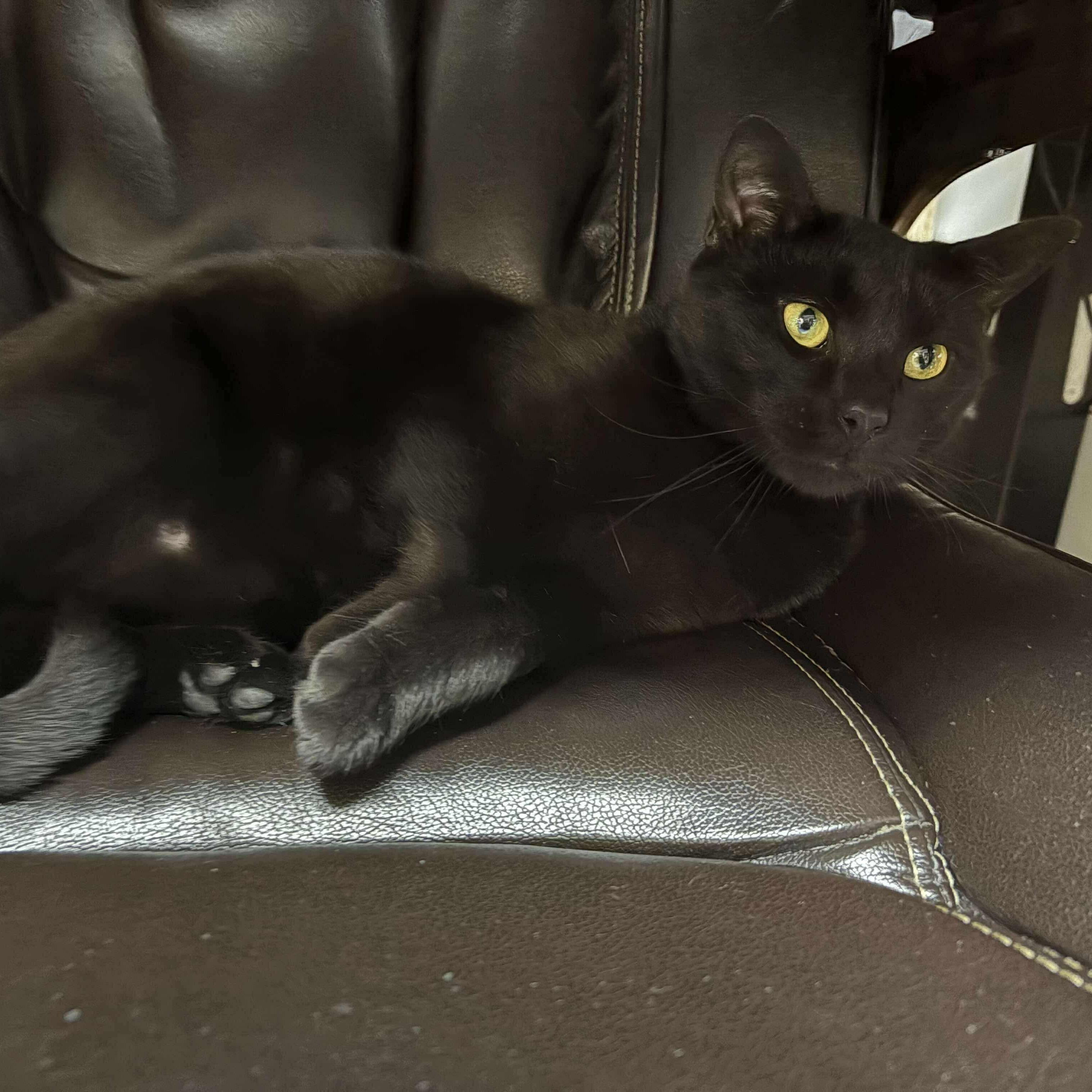 Enlarge Cinder, a Adoptable Domestic Short Hair in Fair Haven, VT image 3/4