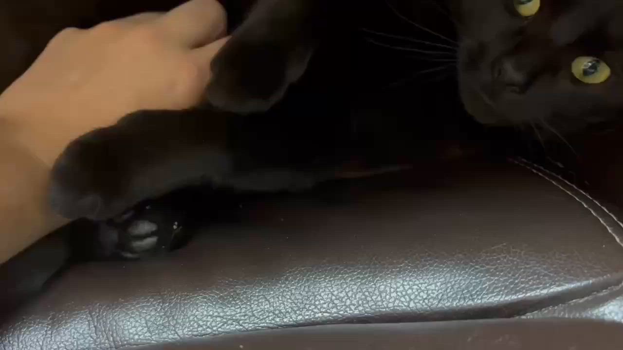 Enlarge Cinder, a Adoptable Domestic Short Hair in Fair Haven, VT video 4/4