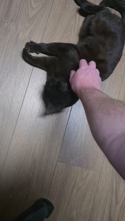 Enlarge Cinder, a Adoptable Domestic Short Hair in Fair Haven, VT video 2/4