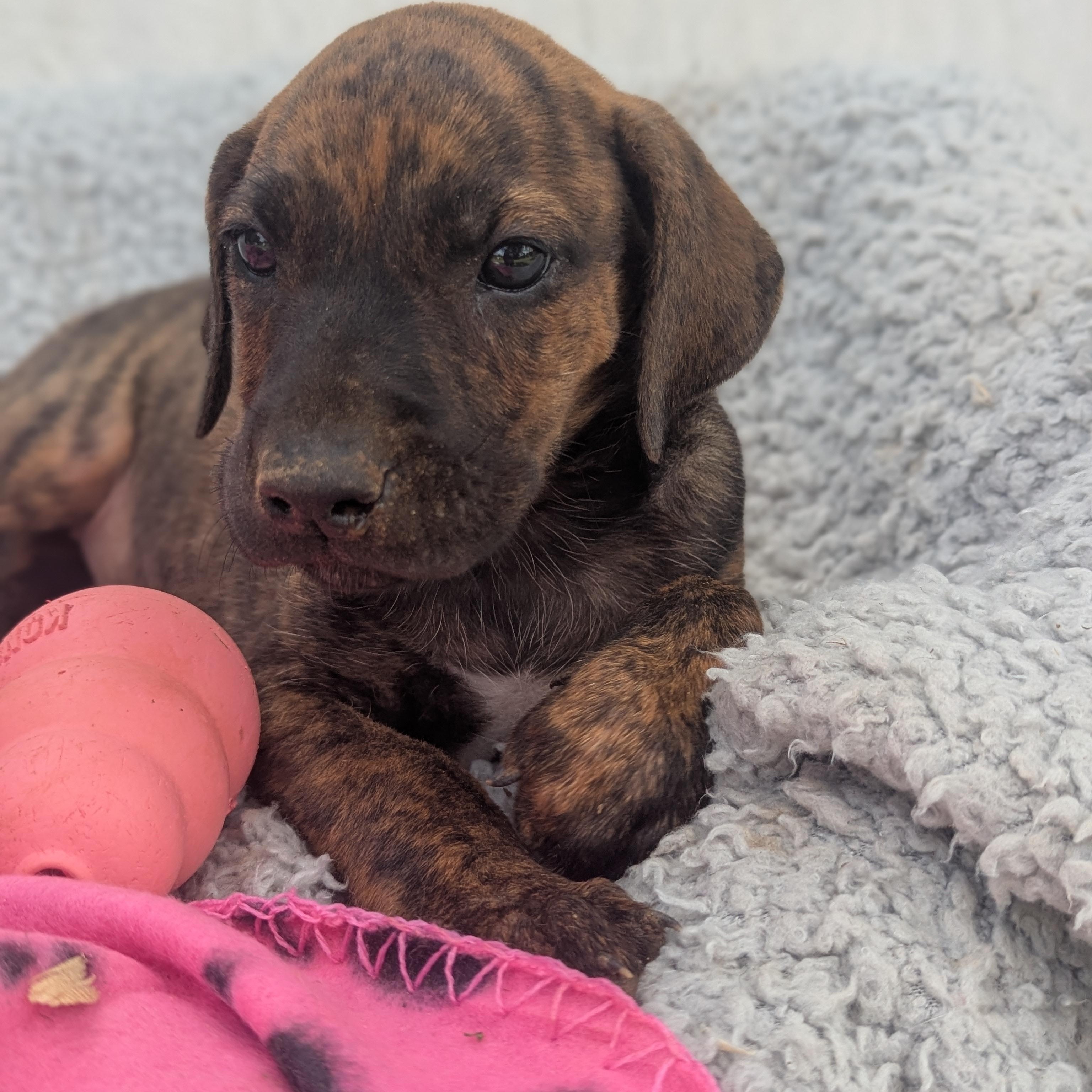 Tallulah, Baby Female Catahoula Leopard Dog