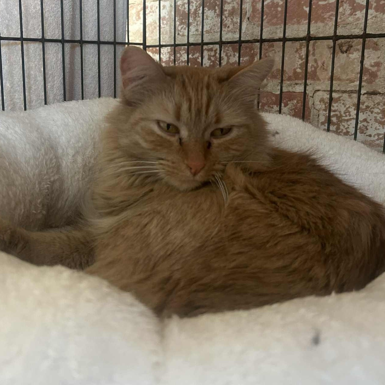 Enlarge Rachel, a ADOPTABLE Domestic Long Hair in Huntington, NY image 1/2