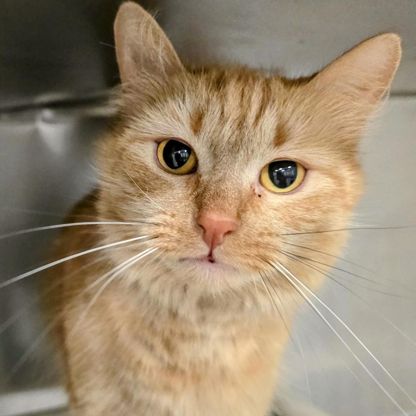 Rachel, ADOPTABLE, Young Female Domestic Long Hair.