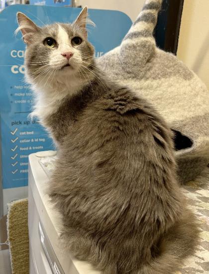 Enlarge Franklin, a Adoptable mixed breed in Encinitas, CA image 1/3