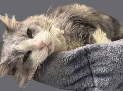 Franklin, Adoptable, Adult Male Domestic Long Hair & Domestic Short Hair.