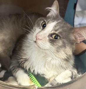 Franklin, Adoptable, Adult Male Domestic Long Hair & Domestic Short Hair.