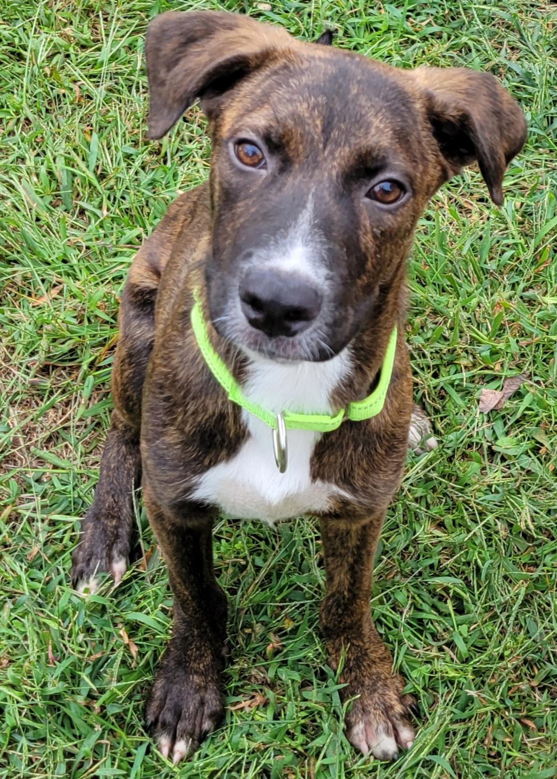Caelan, Adoptable, Puppy Male Labrador Retriever.