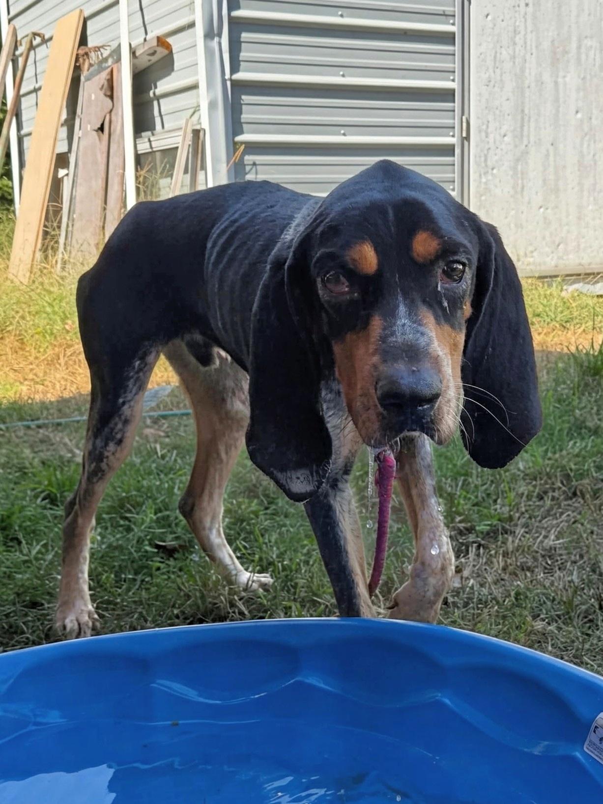 Enlarge Turbo, a Adoptable Bluetick Coonhound in TULSA, OK image 2/6