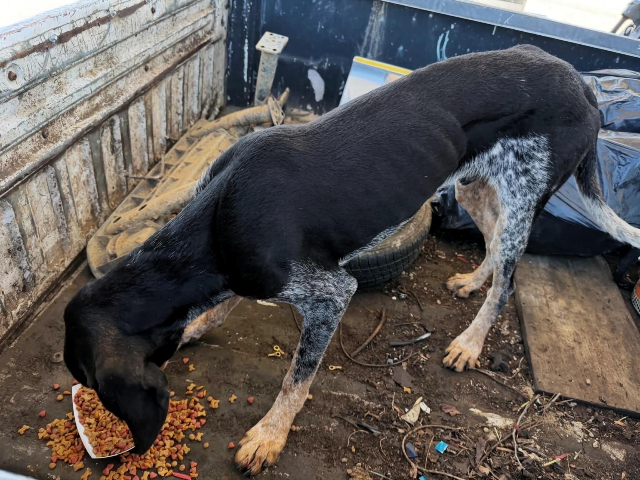 Enlarge Turbo, a Adoptable Bluetick Coonhound in TULSA, OK image 3/6