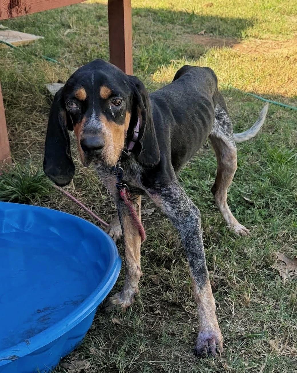 Enlarge Turbo, a Adoptable Bluetick Coonhound in TULSA, OK image 4/6