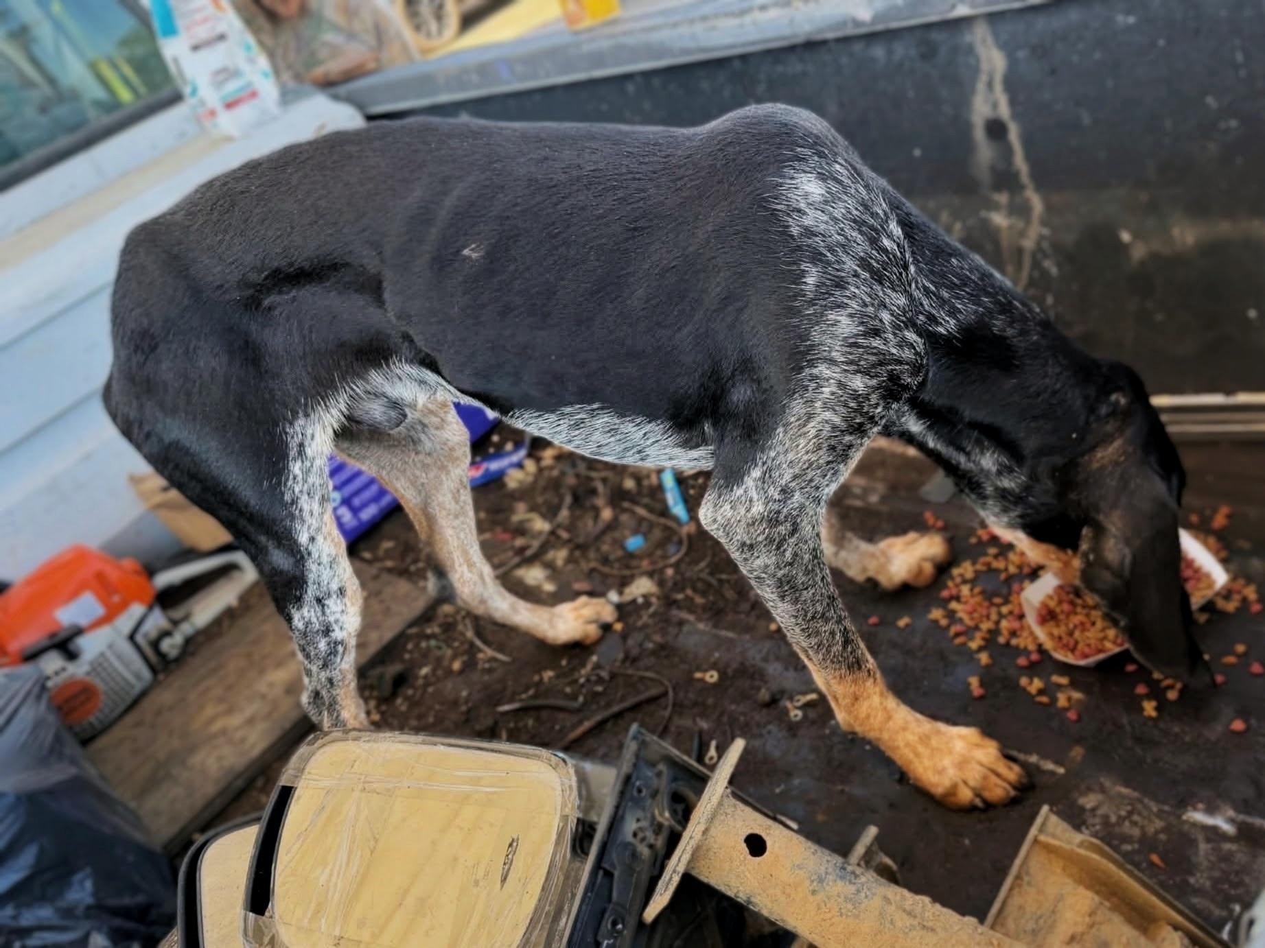 Enlarge Turbo, a Adoptable Bluetick Coonhound in TULSA, OK image 5/6